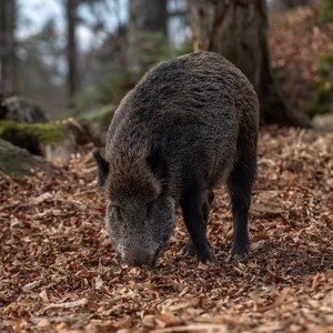 le sanglier se ballade le plus souvent en forêt
