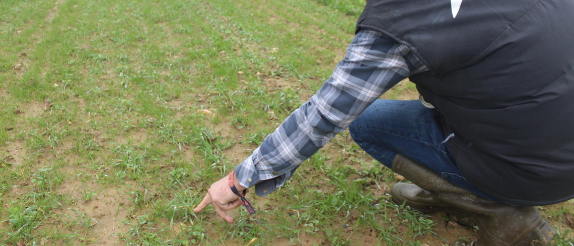 Jean-Luc Gayet inspecte un essai de prairie implantée en même temps qu'une céréale.