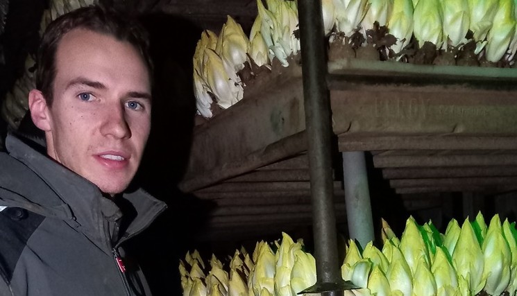 Producteur d'endive