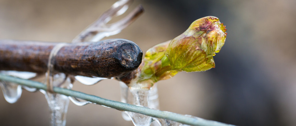 Technique de l'aspersion pour lutter contre le gel