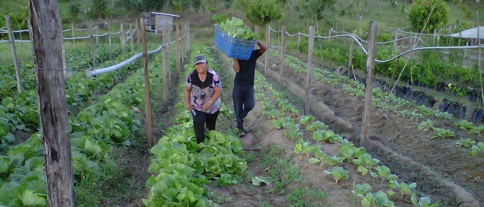 Guyane exploitation maraîchage Kourou