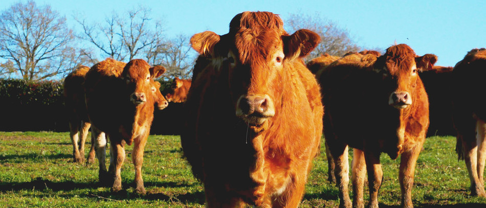 Protéines animales et végétales : un équilibre alimentaire à trouver 