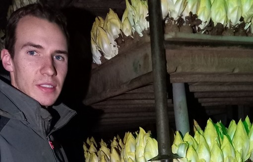 Producteur d'endive
