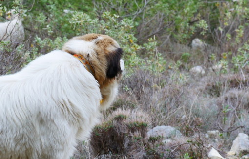 Conflits d’usage autour des chiens de protection : un éternel débat 